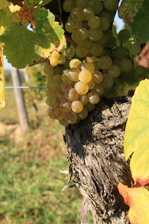 Bio-Weingut, Gaestehaus Und Kraeuterhof Flomborn Экстерьер фото